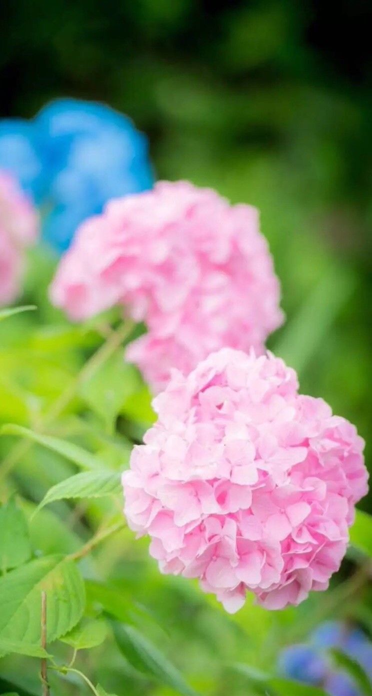 小清新花卉手机壁纸