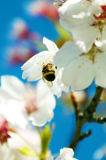 【索尼Xperia X Compact(双4G)壁纸】高清索