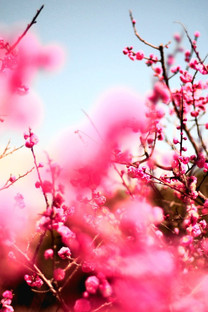 【索尼Xperia X Compact(双4G)壁纸】高清索