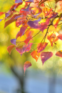 【索尼Xperia X Compact(双4G)壁纸】高清索