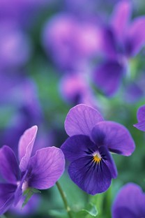 【索尼Xperia X Compact(双4G)壁纸】高清索