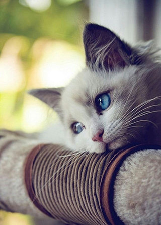 萌呆猫咪高清手机壁纸