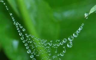 清晨的露珠大图手机壁纸