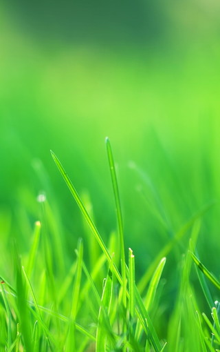 柔和绿色护眼手机壁纸