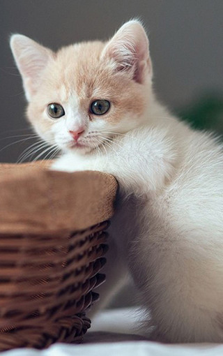动物壁纸 萌猫壁纸 可爱萌猫手机壁纸   (24/50)           1/50 2/50