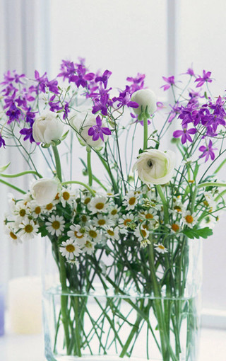 盆栽花卉图片及名称 ChMkJlfJQc-Id6PwAAIZ0FWBXycAAU7iAKsTwIAAhno899.jpg