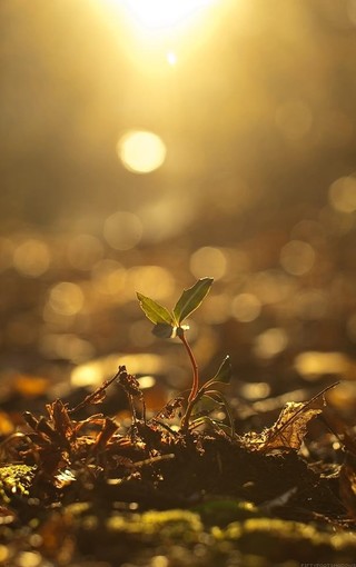 午后阳光唯美风景壁纸
