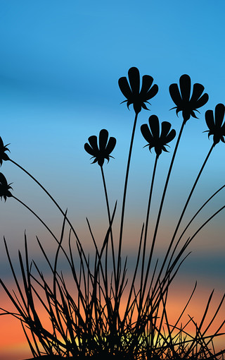 唯美清新手机壁纸下载-ZOL手机壁纸