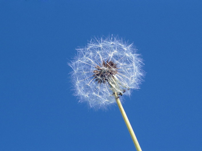 蒲公英高清手机壁纸