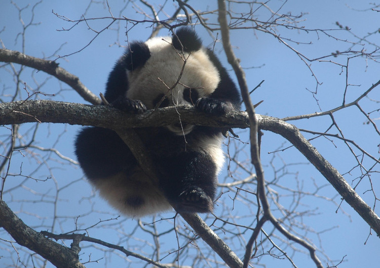 熊猫图片大全高清照片 ChMkJlfJQeSIG4QtAAQsPYckXkQAAU7iwHQtK4ABCxV216.jpg